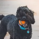 Dog-Friendly Cottages