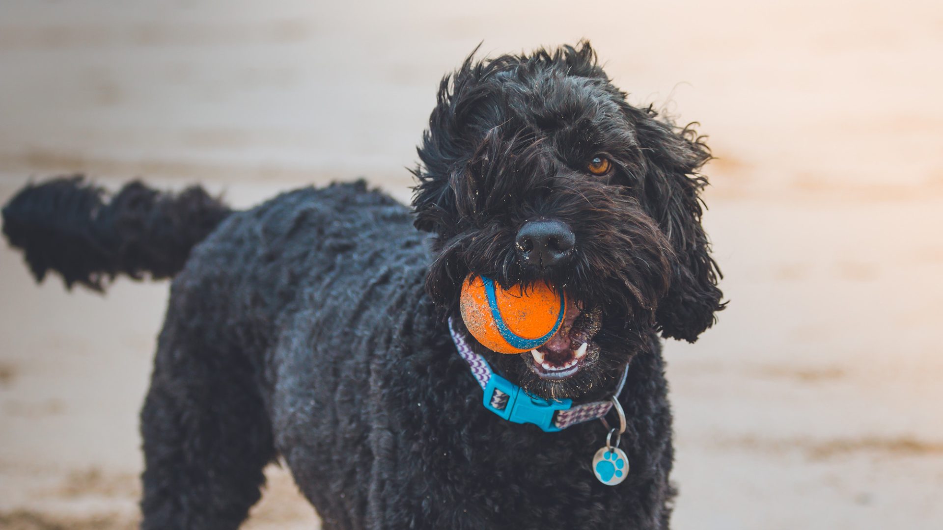 Dog friendly holiday cottages