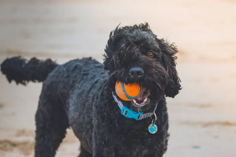 Dog friendly holiday cottages