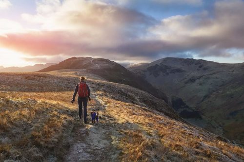 Dog In The Lake District