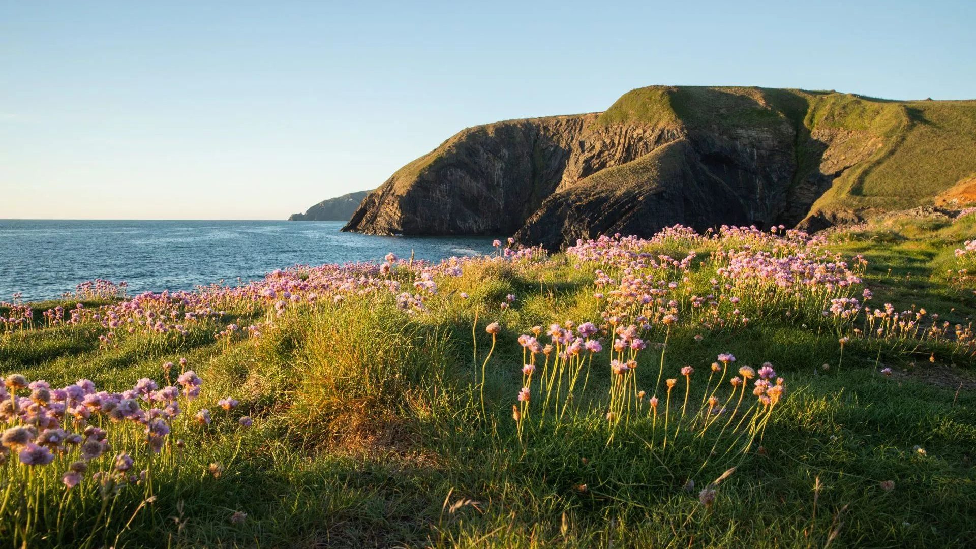 Flowers and hills overlooking the sea in Pembrokeshire