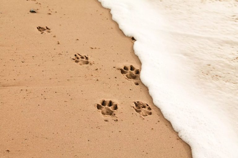 Paw Prints In The Sand
