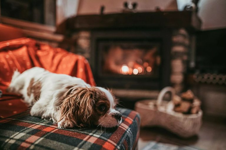 Puppy Resting By The Fireplace At Home Cavalier Kin