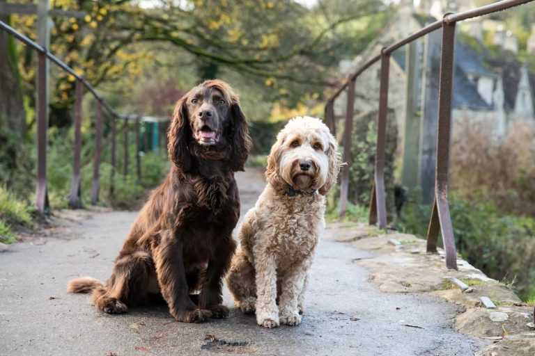 Two dogs sitting on a bridge