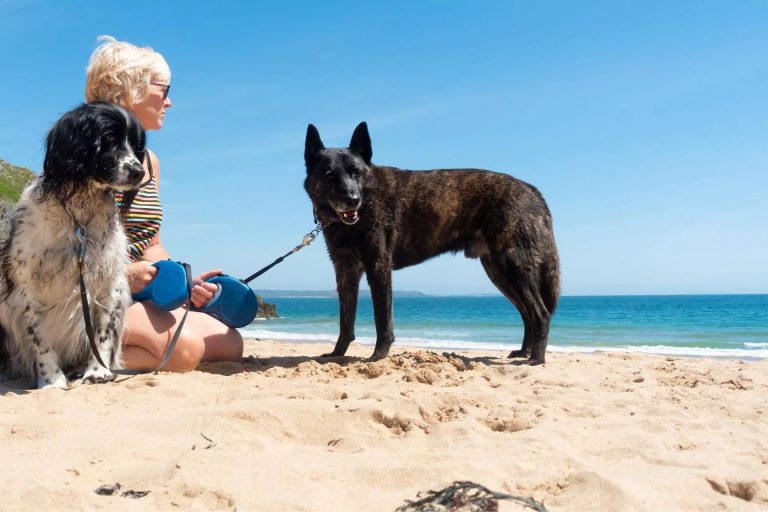 Two dogs with their owner on a sandy beach